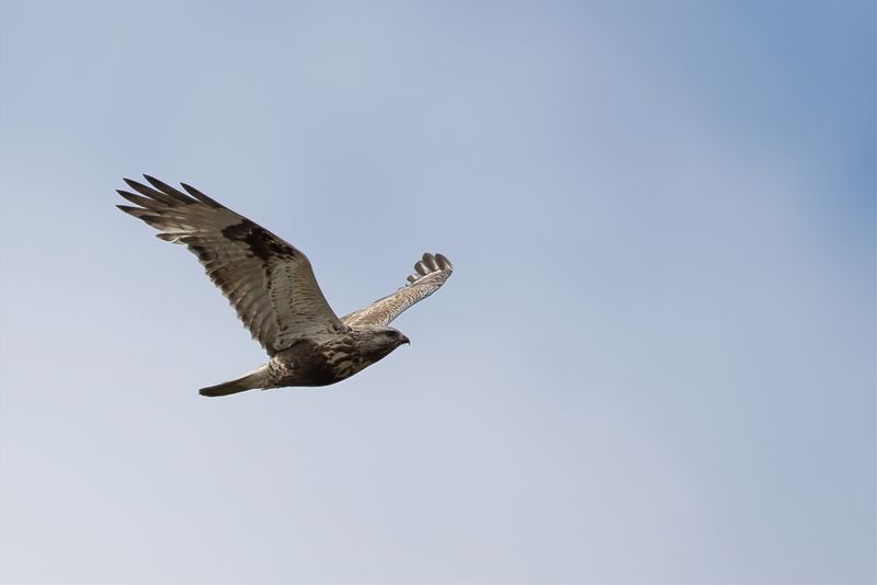 Rough-legged Buzzard