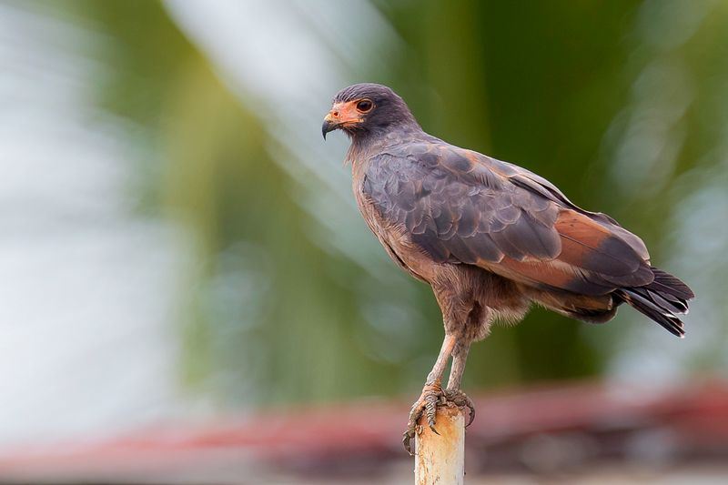 Rufous Crab Hawk