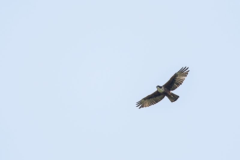 Rufous-bellied Eagle