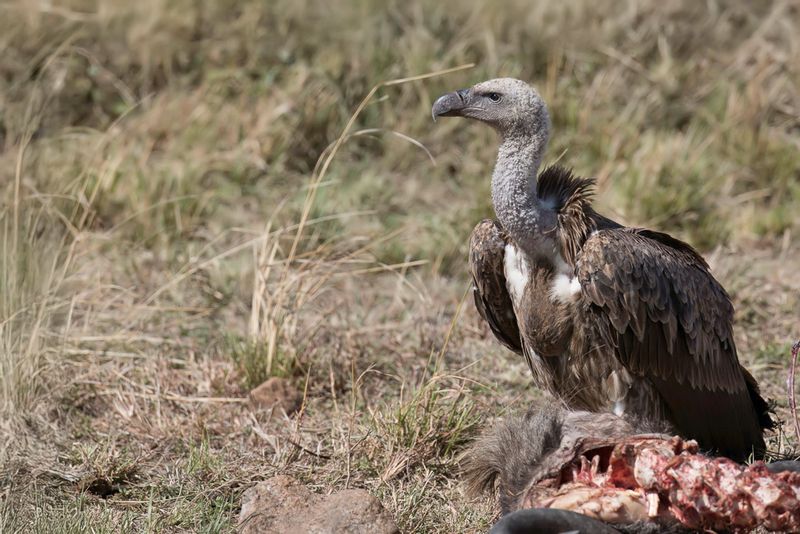 Rppell's Vulture (imm)