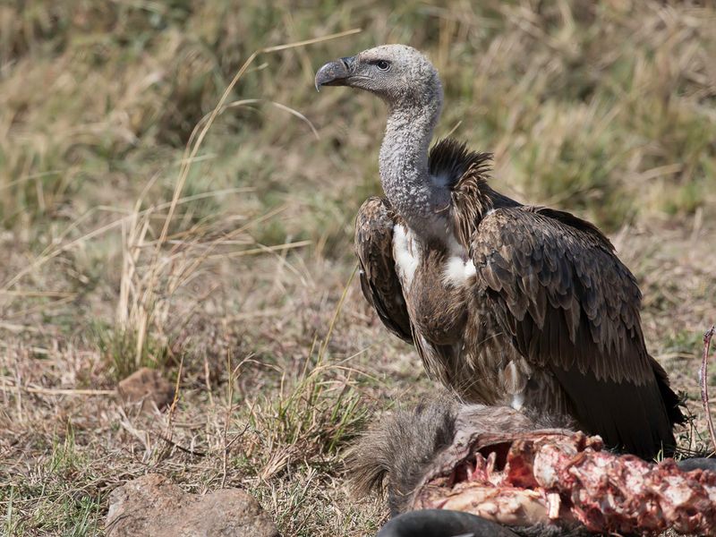 Rppell's Vulture (imm)