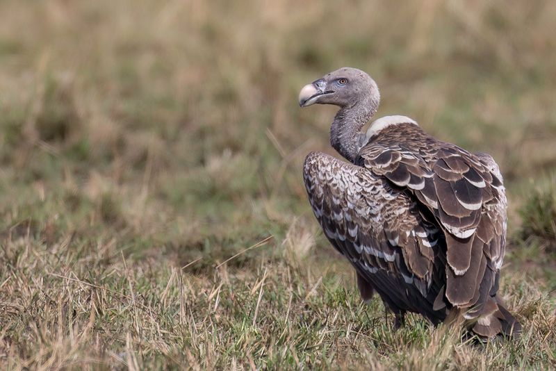 Rppell's Vulture