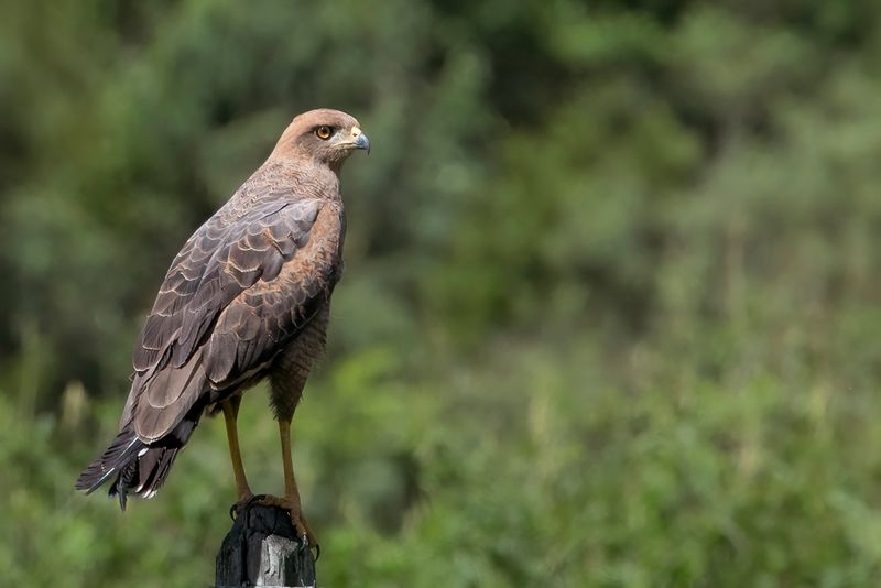 Savanna Hawk