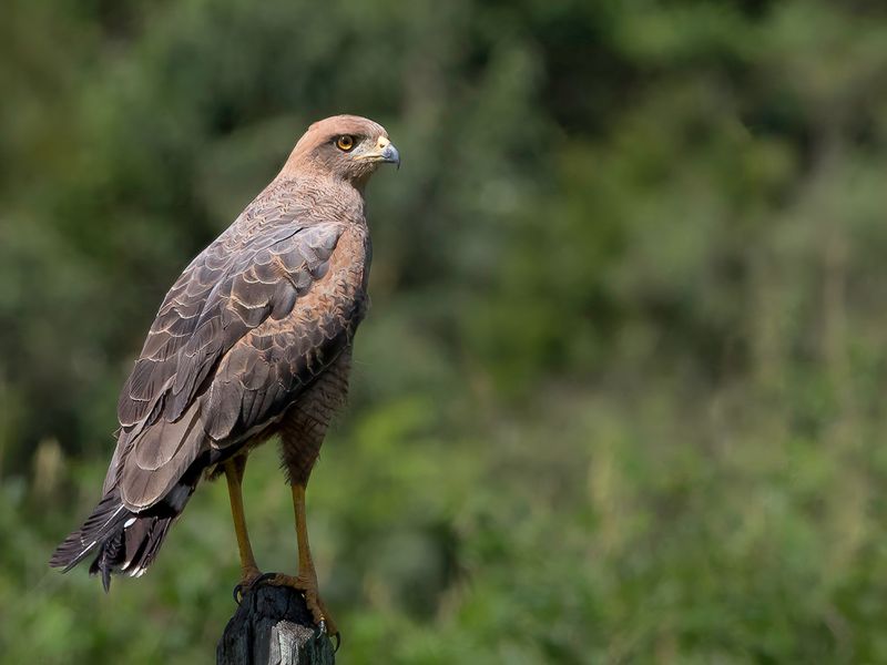 Savanna Hawk