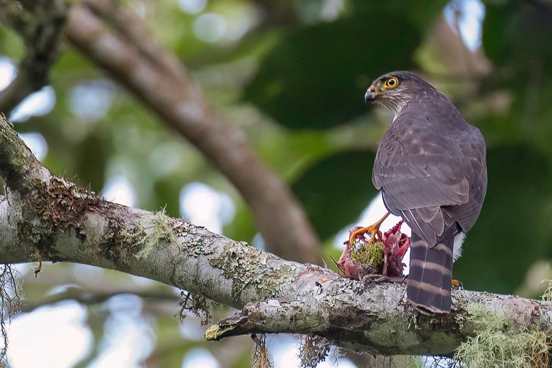Sharp-shinned Hawk