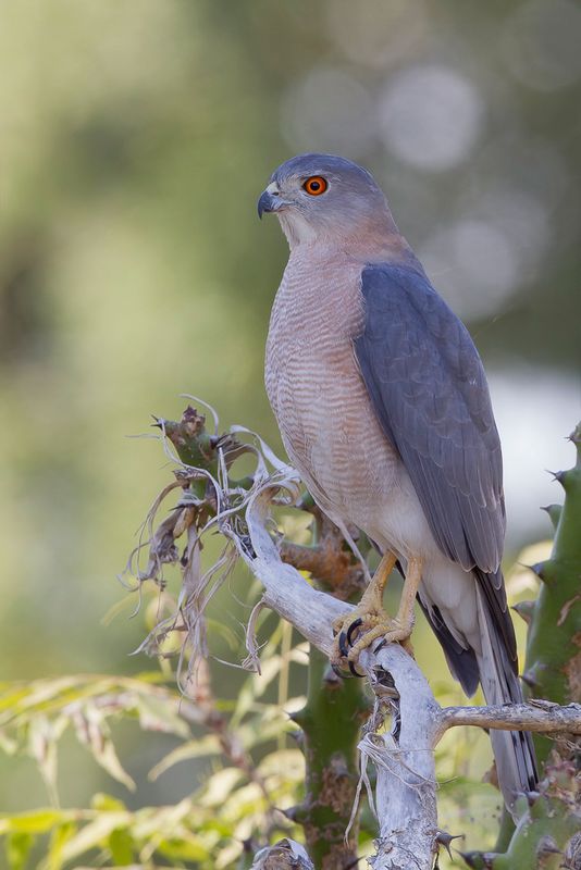 Shikra