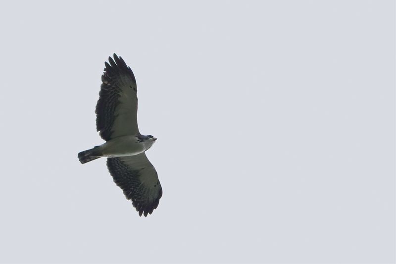 Short-tailed Hawk