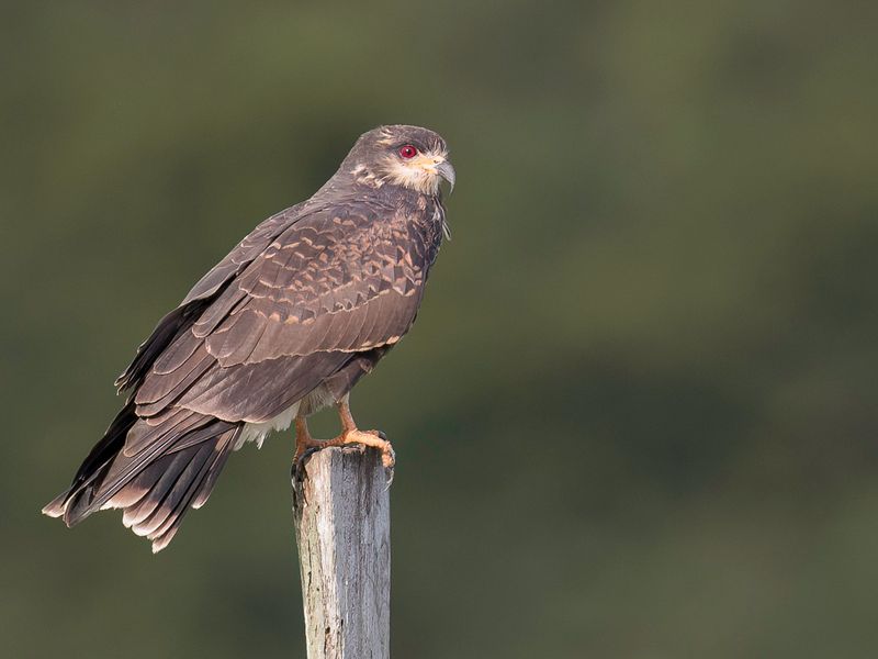 Snail Kite (f)