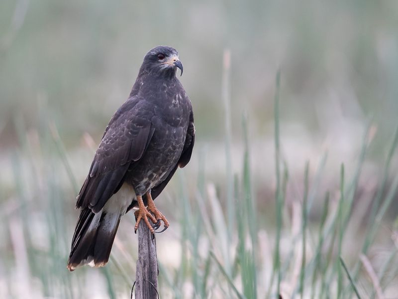 Snail Kite (m)