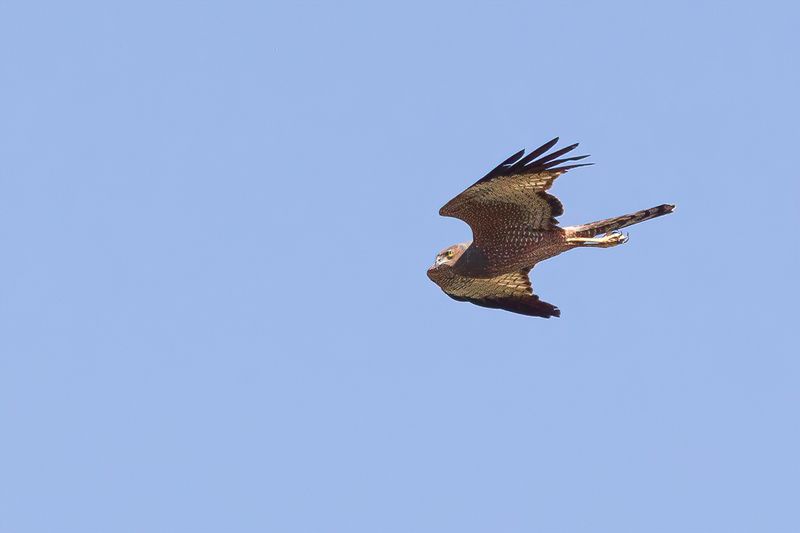 Spotted Harrier
