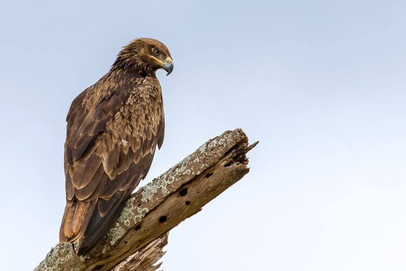 Steppe Eagle