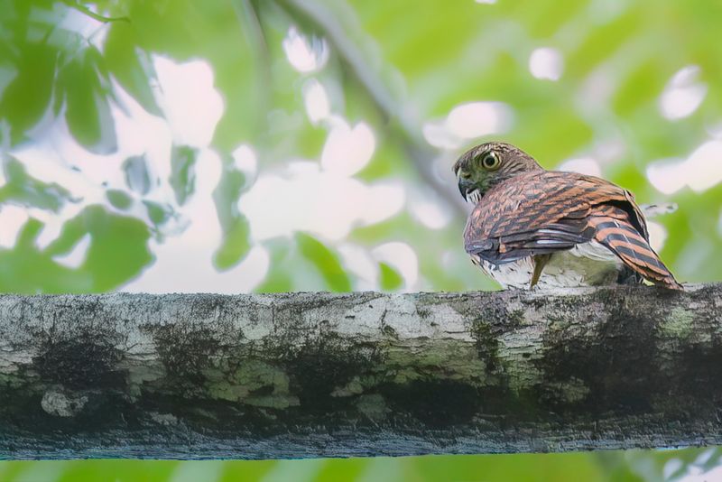 Sulawesi Goshawk (j)