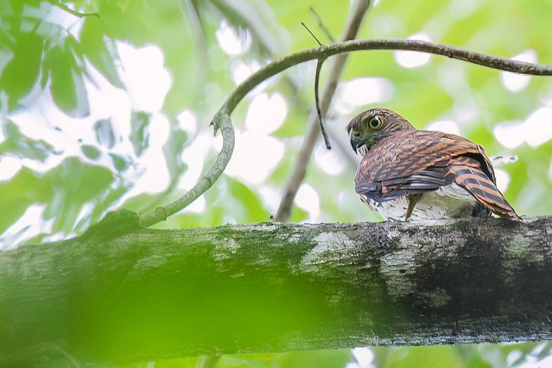 Sulawesi Goshawk (j)