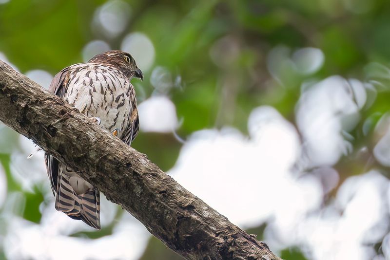 Sulawesi Goshawk