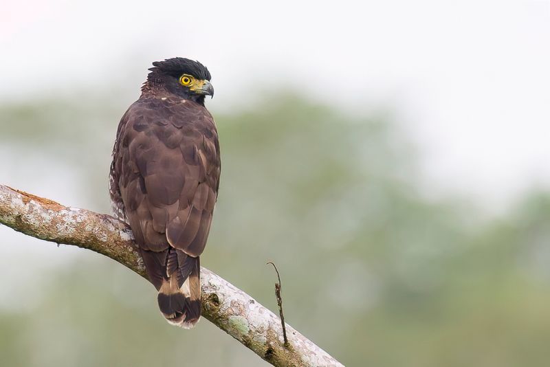 Sulawesi Serpent Eagle