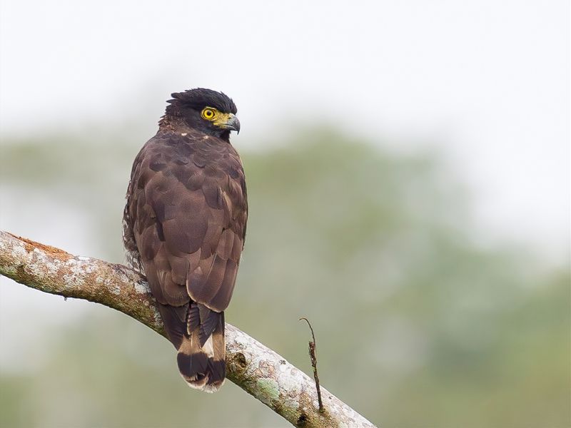 Sulawesi Serpent Eagle