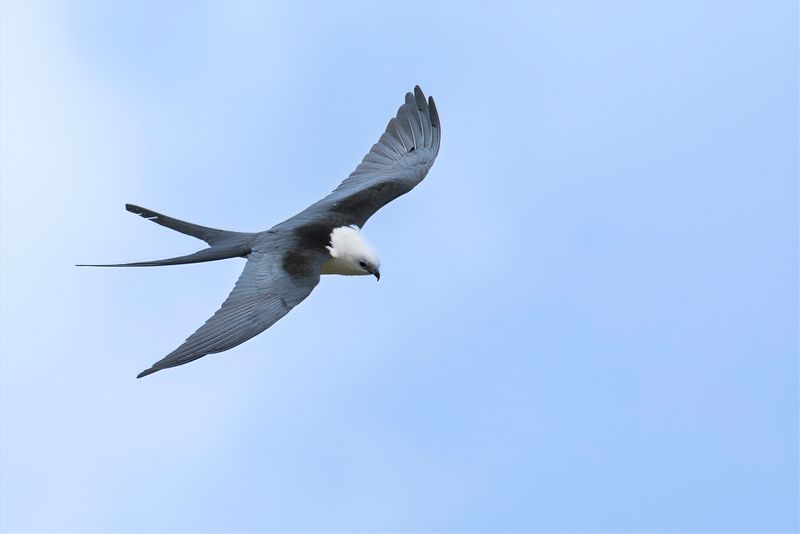 Swallow-tailed Kite