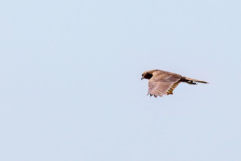 Swamp Harrier