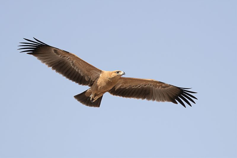Tawny Eagle