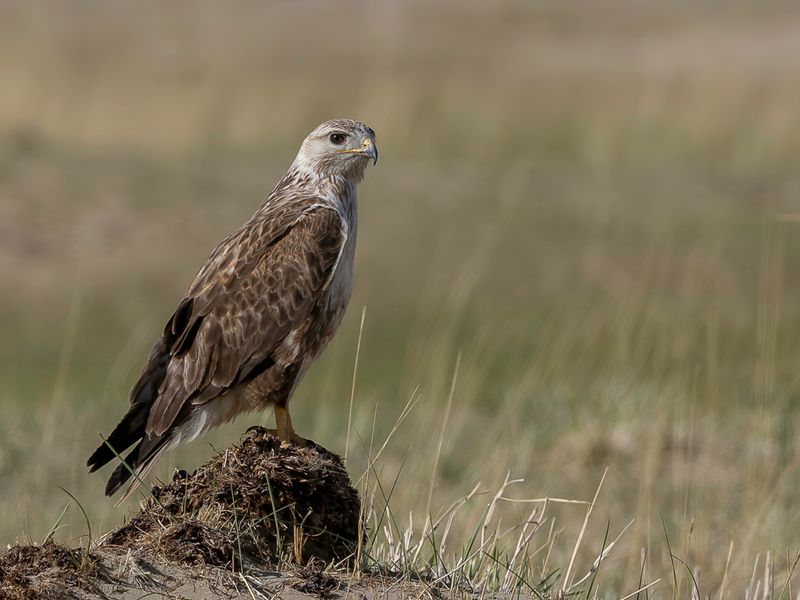 Upland Buzzard