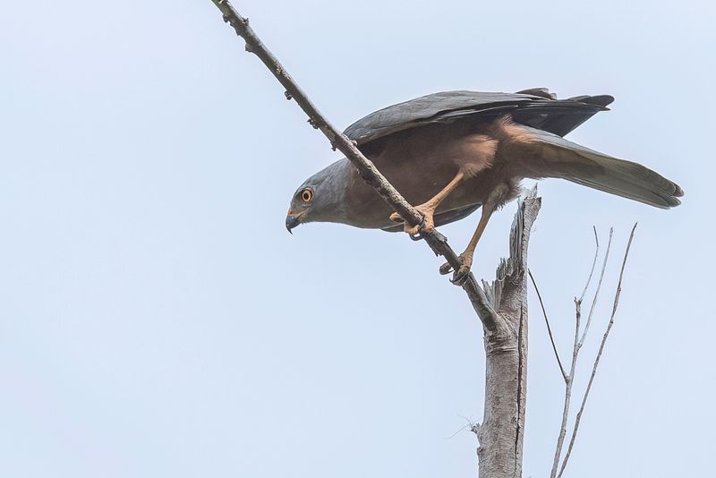 Variable Goshawk
