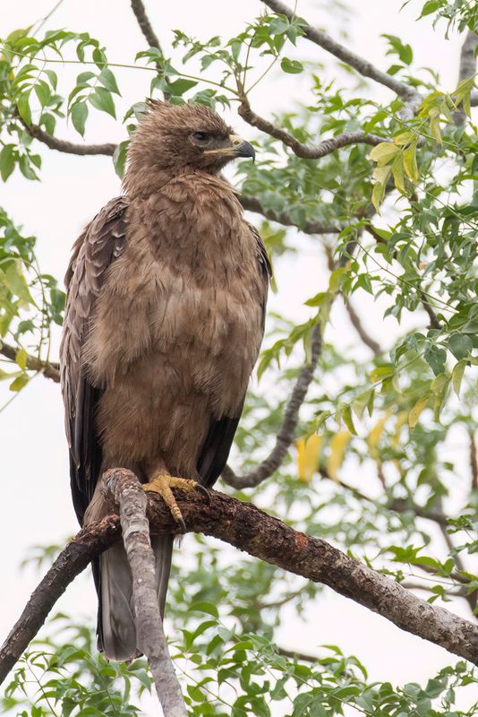 Wahlberg's Eagle