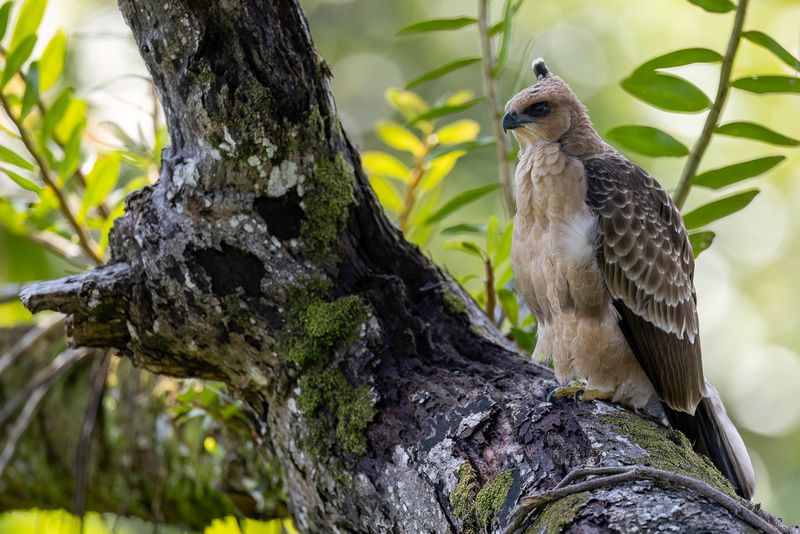 Wallace's Hawk-Eagle (j)