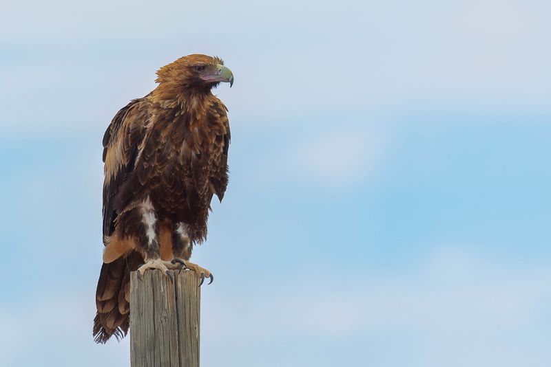 Wedge-tailed Eagle