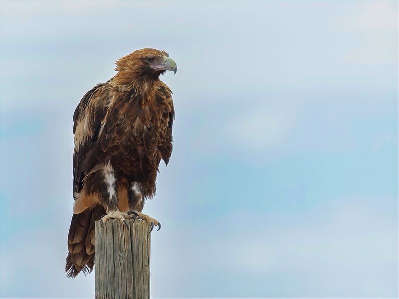 Wedge-tailed Eagle