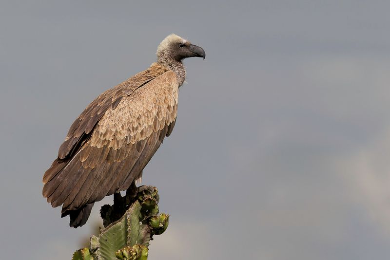 White-backed Vulture