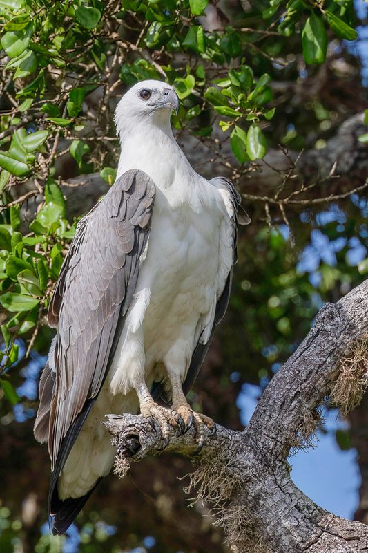 White-bellied Sea Eagle
