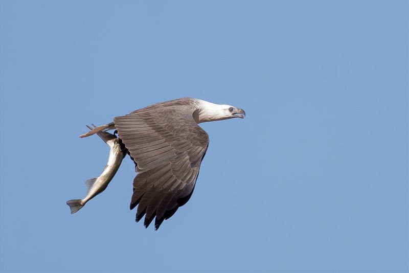 White-bellied Sea Eagle