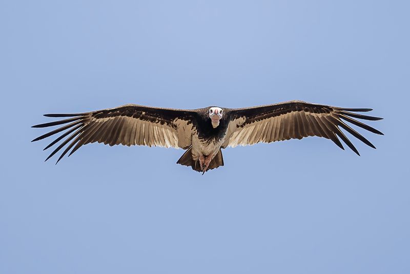White-headed Vulture