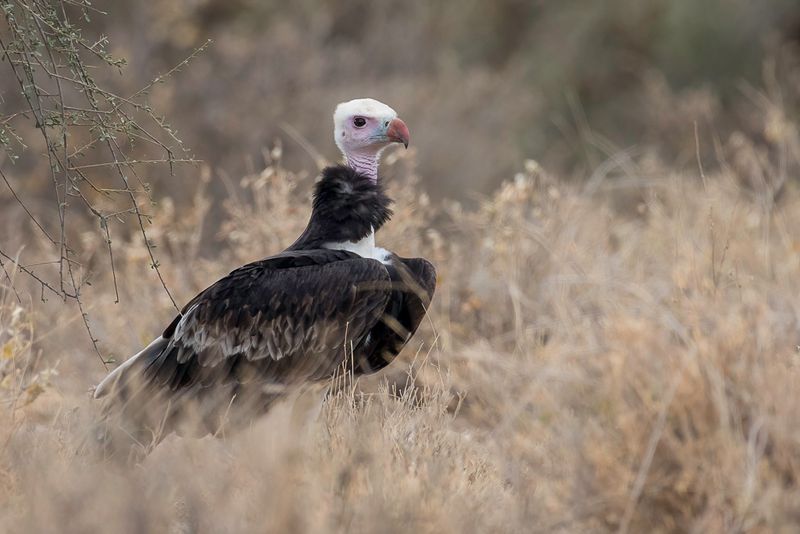 White-headed Vulture
