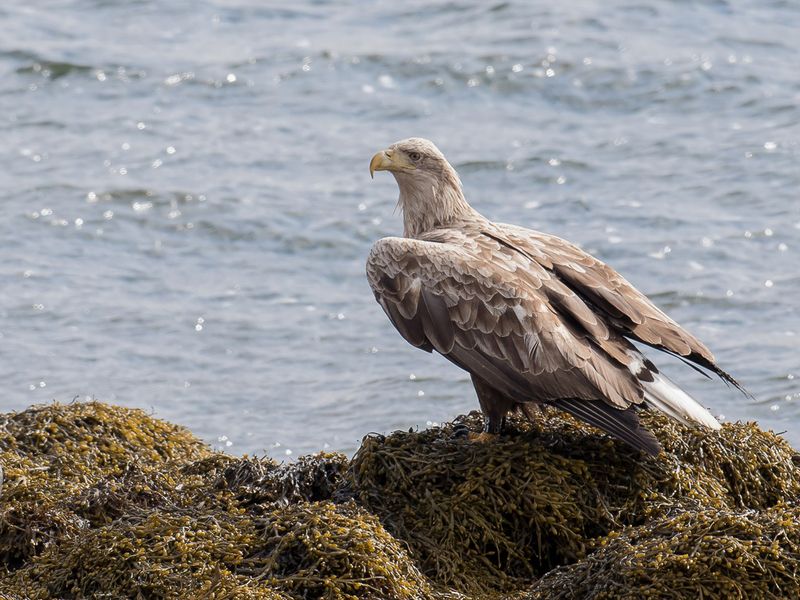 White-tailed Eagle