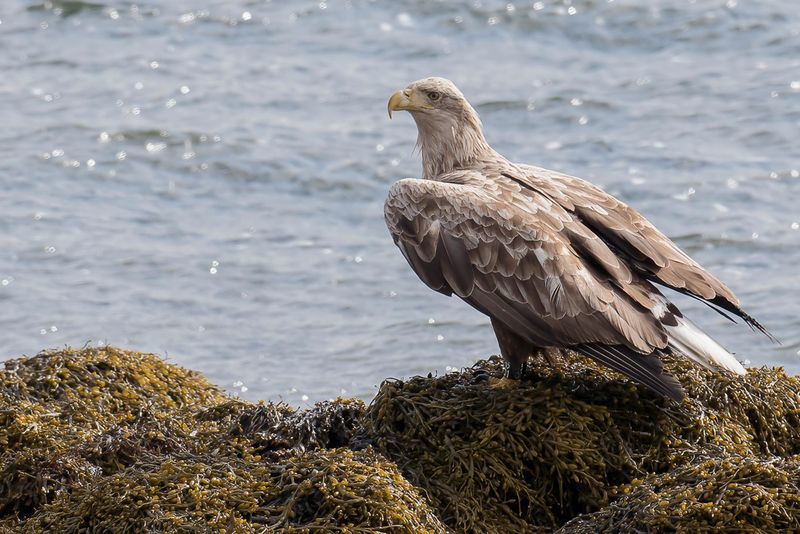 White-tailed Eagle