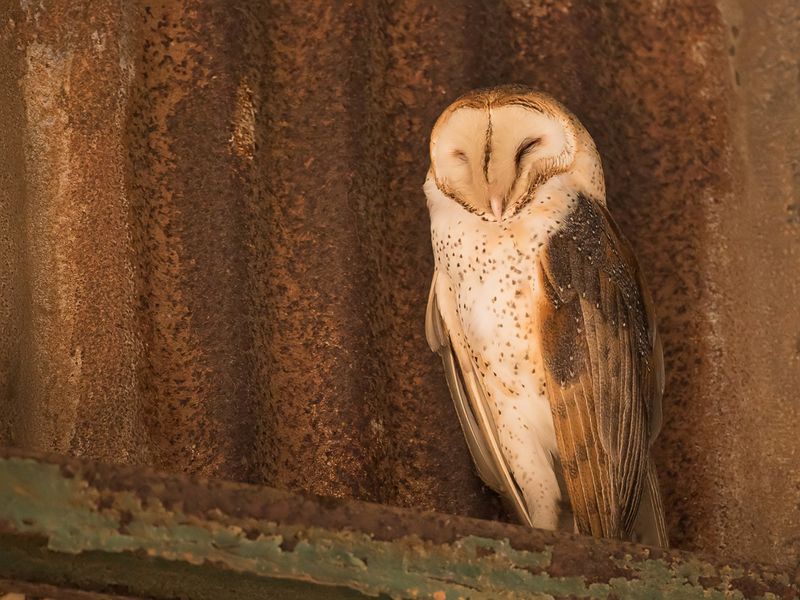 American Barn Owl
