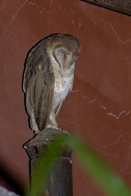Andaman Masked Owl