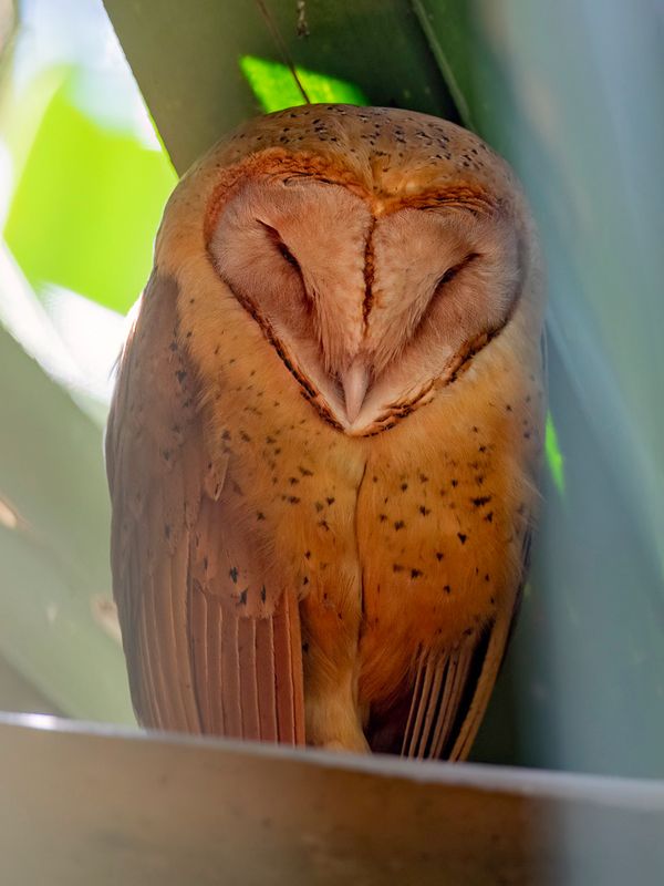 Red Owl