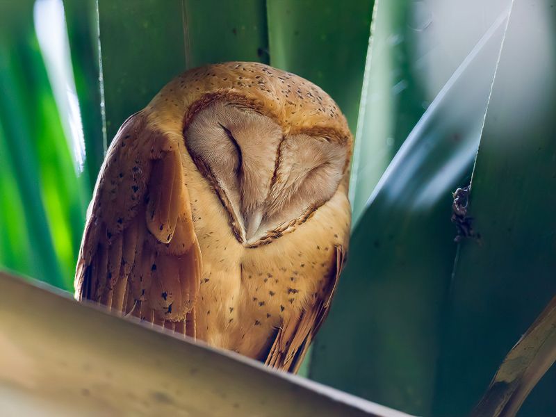 Red Owl