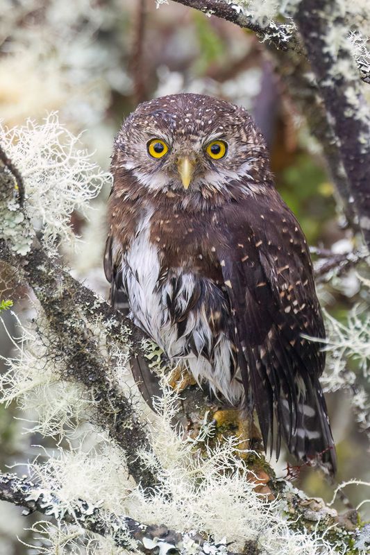 Andean Pygmy Owl