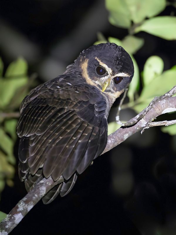Band-bellied Owl