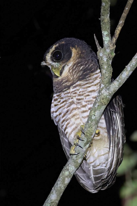 Band-bellied Owl