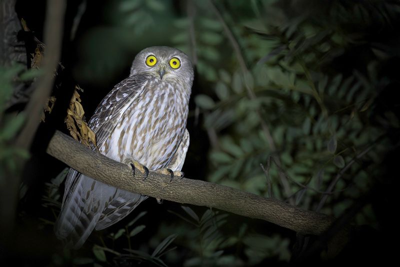 Barking Owl