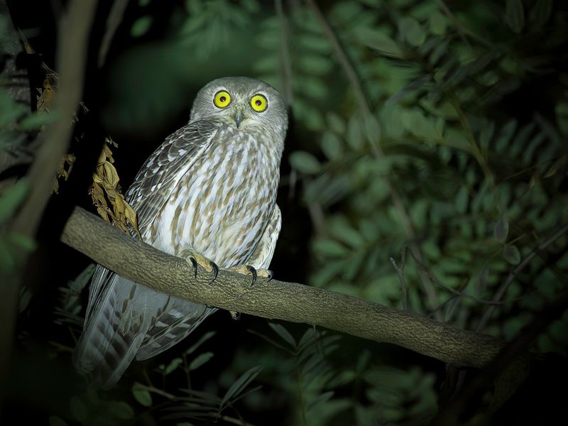 Barking Owl