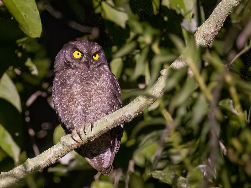 Biak Scops Owl