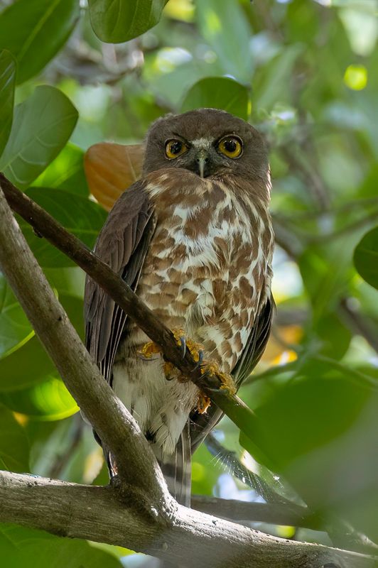 Brown Boobook