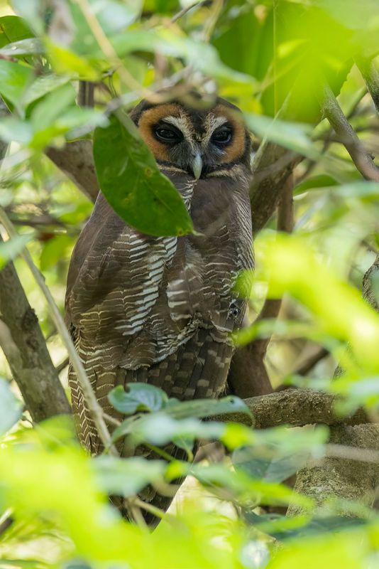 Brown Wood Owl