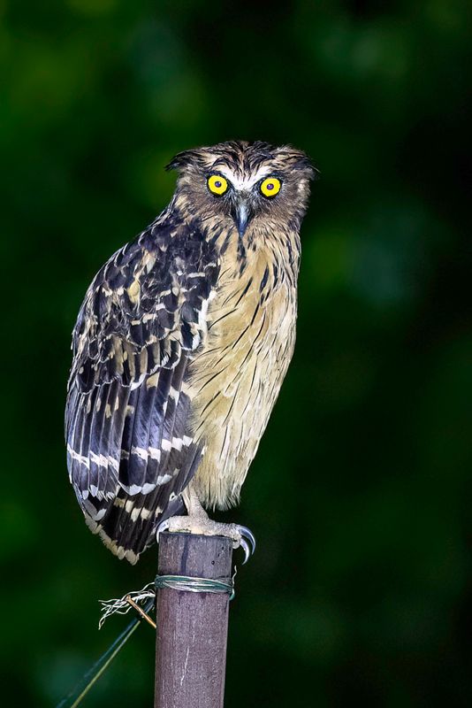 Buffy Fish Owl