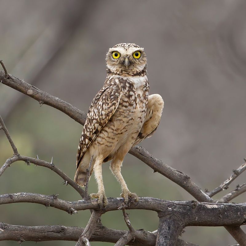 Burrowing Owl